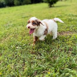 Puddles - Merle male Cavapoo puppy in Colcord, Oklahoma from Copper Lane Aussies, Doodles & Cavapoos