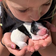 Cavachon, Cavalier King Charles Spaniel, and Cavapoo Puppies from Cavachon Love