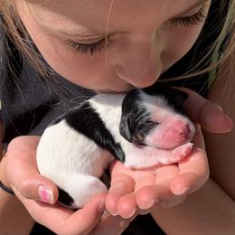 Cavachon, Cavalier King Charles Spaniel, and Cavapoo Puppies from Cavachon Love