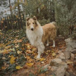 Keanu - Sable merle and white male Collie puppy in Nine Mile Falls, Washington from Glenelg Collies