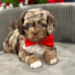 Milky Way - Merle male Cavapoo puppy in Apple Valley, California from Fletcher Fuzzy Friends