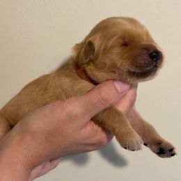 Brown Collar Girl - Dark golden female Golden Retriever puppy in Salisbury, North Carolina from Piedmont Golden Retrievers