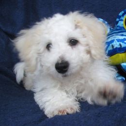 Bichon Frise Puppies from Kerley's Kuties