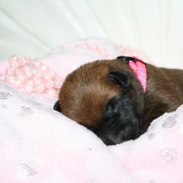 Belgian Malinois Puppies from Pyrex Kennels