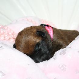 Belgian Malinois Puppies from Pyrex Kennels