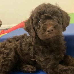 Rex - Brown male Bernedoodle puppy in Williston, Florida from Tera Caldwell