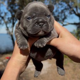 Blue Brindle Girl (Sansa - Meeko) - Brindle female French Bulldog puppy in Gulf Breeze, Florida from SW Frenchies