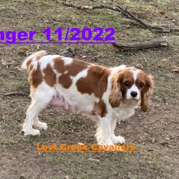 Ginger - Cavalier King Charles Spaniel