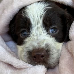 Topaz - Liver white and roan male English Springer Spaniel puppy in Pensacola, Florida from LeichtHouse Kennel