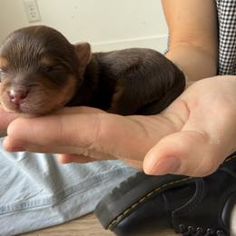Boy 2 - Chocolate and tan male Yorkshire Terrier puppy in Elk Ridge, Utah from Janita's Yorkshire Terriers