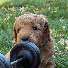 George - Apricot male Goldendoodle puppy in Fort Collins, Colorado from Fenna’s Goldendoodles
