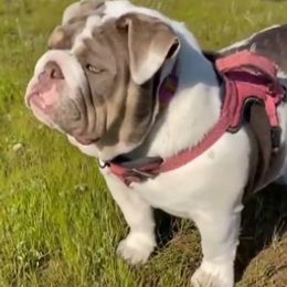 BELKIS - Bulldog