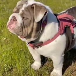 BELKIS - Bulldog