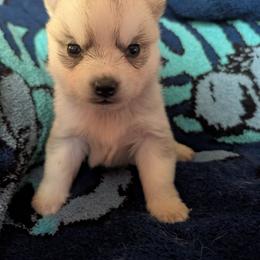 Tiny Tim - Gray and white male Siberian Husky puppy in Wisconsin from Liberty Siberians