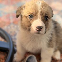 Luffy - Red male Pembroke Welsh Corgi puppy in Snellville, Georgia from Laur's Classic Corgis