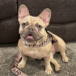 Seven - French Bulldog