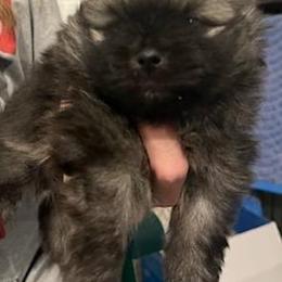 Ellie - Black and tan female Pomeranian puppy in Eureka Springs, Arkansas from Maple Hills Poms