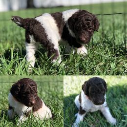 Poodle Puppies from The Parti Collection
