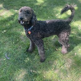Bernedoodle and Goldendoodle All Grown Up from A.N.A. Doodles