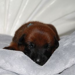 Belgian Malinois Puppies from Pyrex Kennels