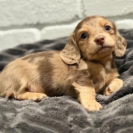 Vixie - Dapple female Dachshund puppy in Red Bluff, California from Down The Hill Potterdale