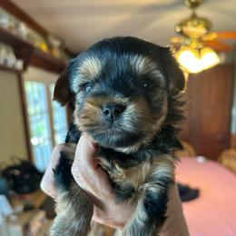 Pink - Black and tan female Yorkshire Terrier puppy in Hardeeville, South Carolina from Pups of the Lowcountry