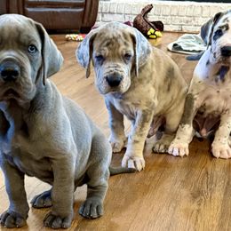 Great Danes from Diamond Danes of Atlanta
