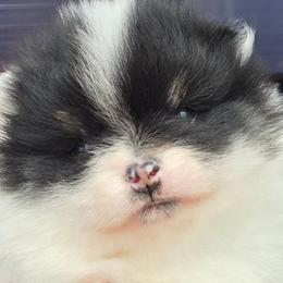 AKC Madison black tan parti piebald - Black and tan parti female Pomeranian puppy in Gloversville, New York from ADKPOM Adirondack Pomeranians
