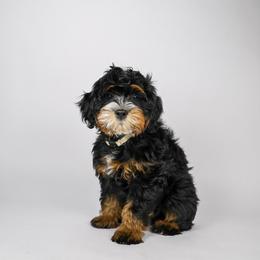 Kelsi - Tri-color female Bernedoodle puppy in Saratoga Springs, Utah from Saratoga Springs Doodles
