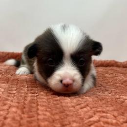 Nebula (brindle) - Brindle and white female American Corgi puppy in Waco, Texas from The Comma Corgis