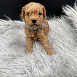 Blue collar - Apricot male Poodle puppy in Fredericktown, Missouri from Ellie & Co. Doodles