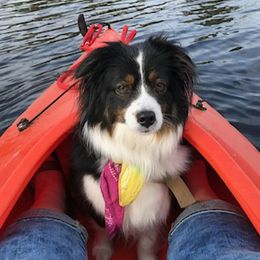 Toy Australian Shepherds from Clear Water Toy Aussie