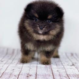 Pomeranian Puppies from Torrey Hills Poms