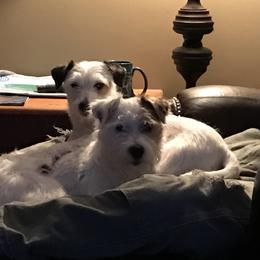 Parson Russell Terrier All Grown Up from HeartSongs Haven /Northeast Division