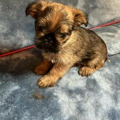 Romeo - Belge male Brussels Griffon puppy in Dawson Springs, Kentucky from Precious Paws and Galafrey