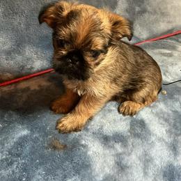 Romeo - Belge male Brussels Griffon puppy in Dawson Springs, Kentucky from Precious Paws and Galafrey