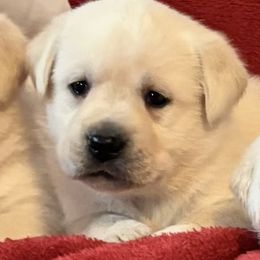 Yellow Girl 2 - Yellow female Labrador Retriever puppy in Jamestown, Ohio from Heartlands Quality Labrador Retrievers