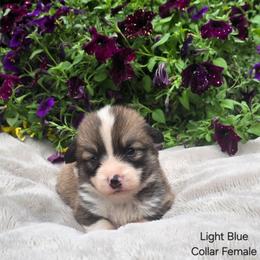 Light Blue Collar Female - Red female Pembroke Welsh Corgi puppy in Tenino, Washington from LoneStar Corgis NW