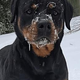 Bailey - Rottweiler