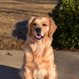 Cannoli - Golden Retriever