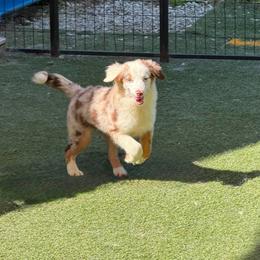 Mae aka POSSUM - Red merle female Miniature American Shepherd puppy in Garysburg, North Carolina from Schaefer's Miniature American Shepherds