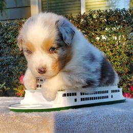 Perry - Blue merle male Australian Shepherd puppy in Olympia, Washington from Echelon Australian Shepherds
