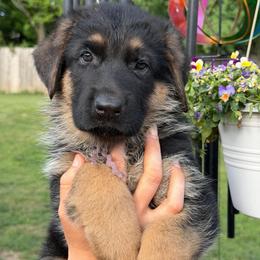 Dante - Black and red male German Shepherd puppy in Harvard, Illinois from Aus Dem Meer German Shepherds