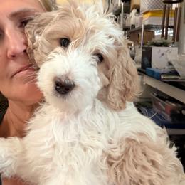 Betsy - Parti female Springerdoodle puppy in Murrells Inlet, South Carolina from SpringerDoodles at the Beach