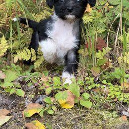 Chinese Crested Puppies from Bare Nakeys