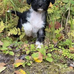 Chinese Crested Puppies from Bare Nakeys