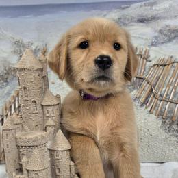 Coral - Light golden female Golden Retriever puppy in Marietta, Oklahoma from Dogs of Diamond B