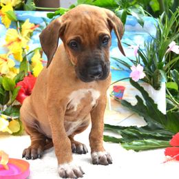Ina Garten - Rd whtn blk nose female Rhodesian Ridgeback puppy in Eustis, Florida from Kengali Rhodesian Ridgebacks