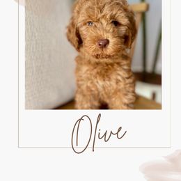Australian Labradoodle and Labradoodle Puppies from Doodles_Ko