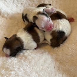 Pomeranian puppies from Pixie Dust Pomeranians